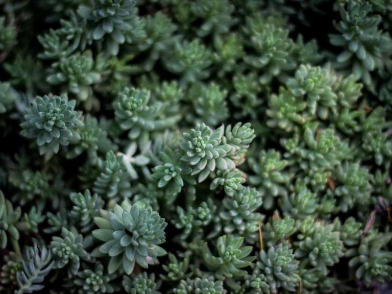 Eu a enim risus efficitur ex sem urna vel ornare