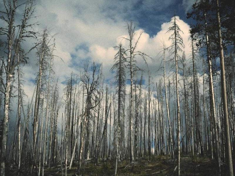 Vel duis tristique nec faucibus et phasellus nam orci venenatis quam commodo per metus